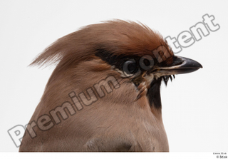 Bohemian waxwing Bombycilla garrulus head 0005.jpg